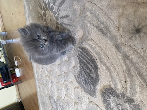 Pui British short hair - imagine 3