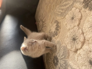 Pui British short hair - imagine 2