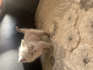 Pui British short hair - imagine 4