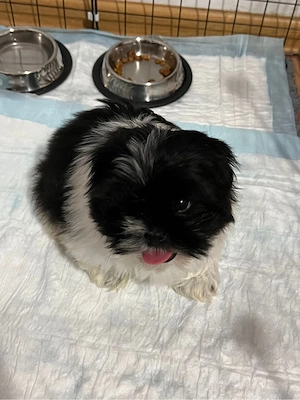 Catel Shih-Tzu Mini Toy - imagine 4