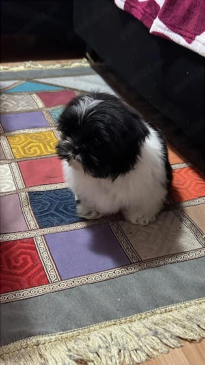 Catel Shih-Tzu Mini Toy