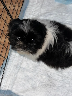 Catel Shih-Tzu Mini Toy - imagine 3