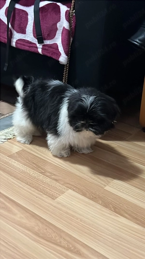 Catel Shih-Tzu Mini Toy - imagine 2