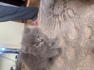 Pui British short hair - imagine 5