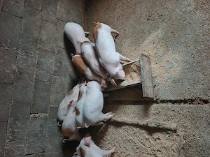 Purcei de vânzare 1000 lei perechea 