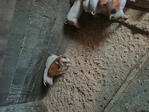 Purcei de vânzare 1000 lei perechea  - imagine 2