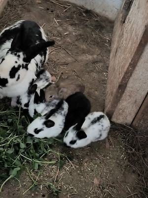 Iepurasi 3 saptamani, frumosi - imagine 3