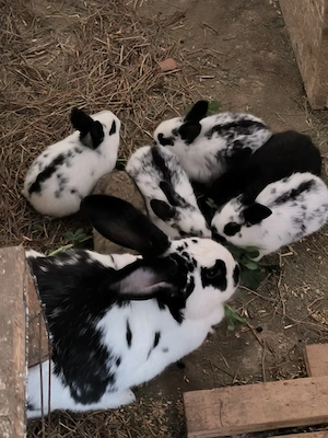 Iepurasi 3 saptamani, frumosi