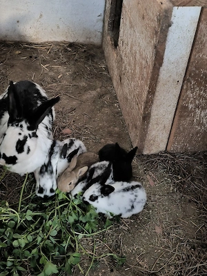 Iepurasi 3 saptamani, frumosi - imagine 5