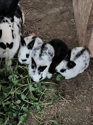 Iepurasi 3 saptamani, frumosi - imagine 2