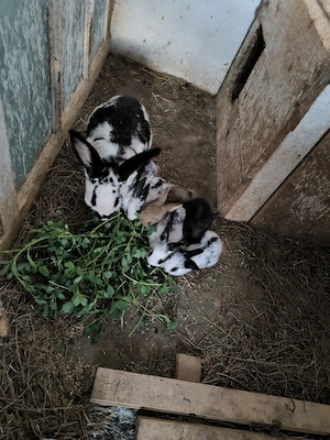 Iepurasi 3 saptamani, frumosi - imagine 4