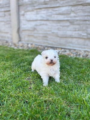 Bichon maltez mascul