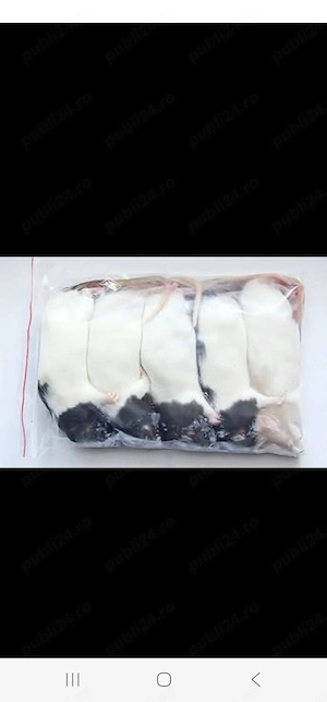 Hrana reptile  sobolani congelati