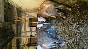 Vând urgent vitei baltati si belgieni  - imagine 4