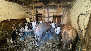 Vând urgent vitei baltati si belgieni 