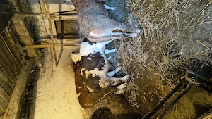 Vând urgent vitei baltati si belgieni  - imagine 3