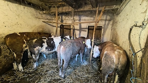 Vând urgent vitei baltati si belgieni  - imagine 2