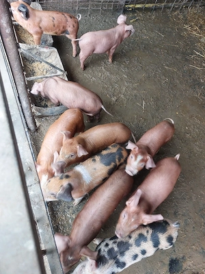 De vânzare purcei de 6 săptămâni duroc.