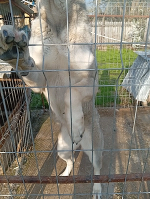 kangal femela de vazare negociabil 