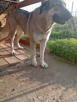 kangal femela de vazare negociabil  - imagine 3