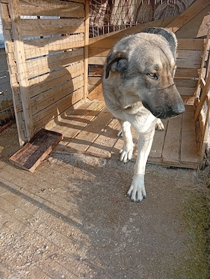 kangal femela de vazare negociabil  - imagine 2