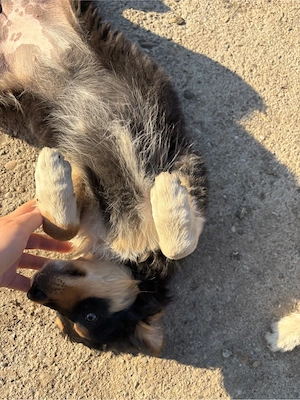 Vând căței de întors oi - imagine 3