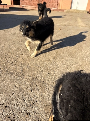 Vând căței de întors oi - imagine 2