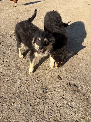 Vând căței de întors oi - imagine 5