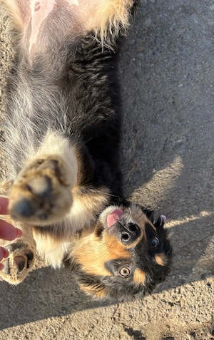 Vând căței de întors oi - imagine 4