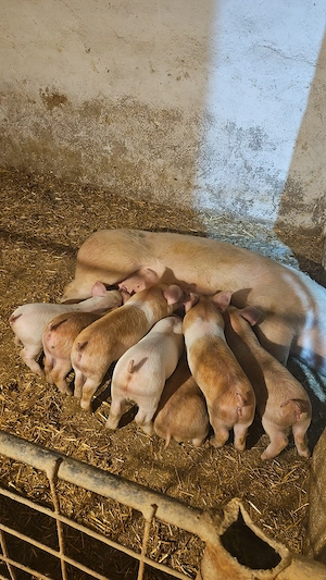 Purcei Landracexduroc de vanzare