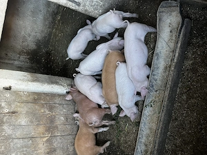 Vând purcei de 7 săptămâni 