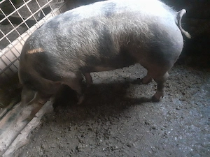 Porci de vanzare  - imagine 2