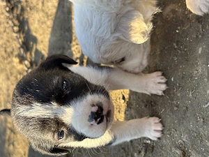 Cățeluși în spre adopție  - imagine 2