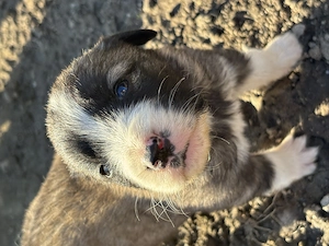 Cățeluși în spre adopție  - imagine 3