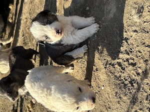 Cățeluși în spre adopție  - imagine 4