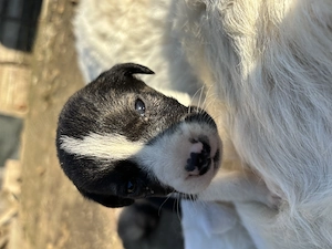 Cățeluși în spre adopție  - imagine 5