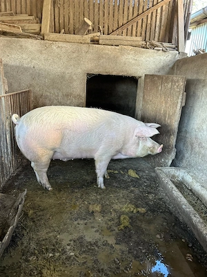 Vand porci grasi - imagine 2
