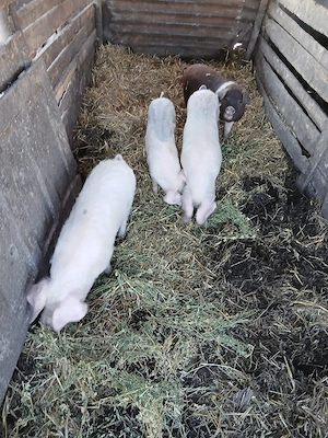 De Vânzare 4 bucăți 35 40 kg unul  - imagine 3