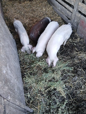 De Vânzare 4 bucăți 35 40 kg unul  - imagine 4