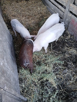 De Vânzare 4 bucăți 35 40 kg unul  - imagine 5