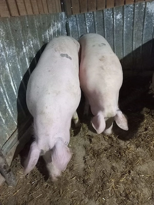 Porci de vanzare de carne120-170kg 