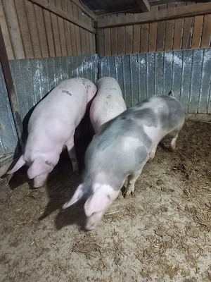 Porci de vanzare 130-170kg