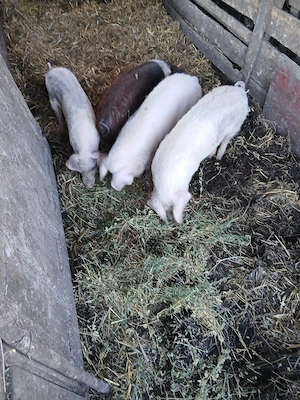 De Vânzare 4 bucăți 35 40 kg unul  - imagine 2