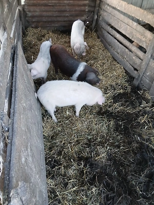 De Vânzare 4 bucăți 35 40 kg unul 