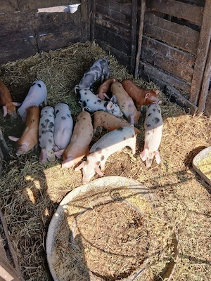 De Vânzare 14 purcei 9 săptămânii vacinații si castrați  - imagine 4