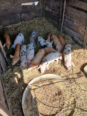 De Vânzare 14 purcei 9 săptămânii vacinații si castrați  - imagine 2