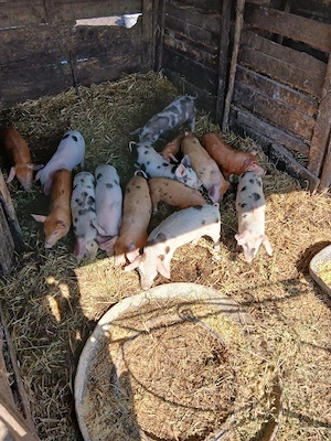 De Vânzare 14 purcei 9 săptămânii vacinații si castrați  - imagine 3