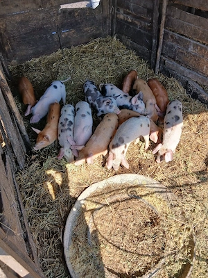 De Vânzare 14 purcei 9 săptămânii vacinații si castrați  - imagine 5