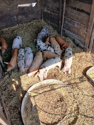 De Vânzare 14 purcei 9 săptămânii vacinații si castrați 