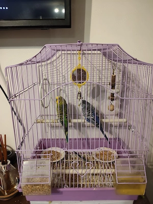 Vand 2 peruși foarte frumoși,cu tot cu cușcă! - imagine 2